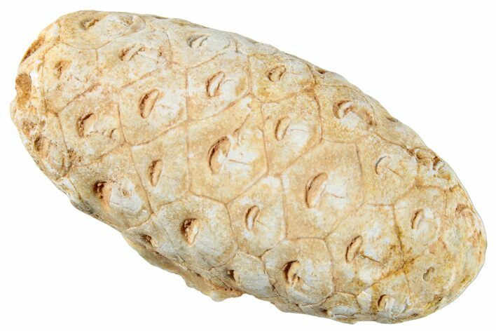 Fossil Seed Cone (Or Aggregate Fruit) - Morocco #267239